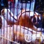 Petugas Gagalkan Penyelundupan Primata Kukang Ke Ibu Kota