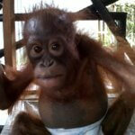 Bhutan, Orangutan yang terserang Malaria mulai pulih kembali