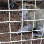 Enrichment Makanan, Bantu Monyet Ekor Panjang Berperilaku Alami