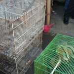 Lagi, Dua Pedagang Satwa Lindung Ditangkap Polisi