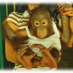 Kembalinya Cemong Ke Ketapang