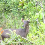 Orangutan, Klempiau, dan Cerita Rakyat Tentang Satwa