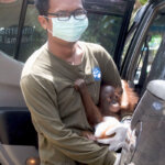 Kisah Haru Joss, Bayi Orangutan Malang