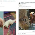 Oknum Kader Konservasi Penjual Satwa Dilindungi Melalui Media Sosial Ditahan di Polda Sumbar