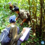 Fenologi untuk Peningkatan Program Lepasliar Kukang