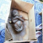 #TrenSosial: Gito, kasus bayi orang utan 'paling parah'