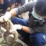 Warga Cihaurbeuti Temukan Kukang Penuh Luka