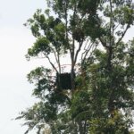 Orangutan di Kelik Buntu Memasuki Perkebunan Warga