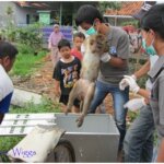 3 ekor Monyet ekor panjang datang ke pusat rehabilitasi YIARI