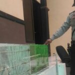 Jual kukang dan ular, Gogon diringkus polisi