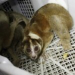 Penyelundupan Kukang dan Lutung ke Filipina Digagalkan