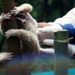 Melepas Kukang, Menjaga Keseimbangan Alam di TN Gunung Ciremai Jabar