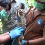 Setelah Jalani Rehabilitasi, 17 Kukang Dilepasliarkan di TNGC