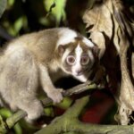 Di Gunung Sawal, Ratu Mendapatkan Kehidupan Sejatinya