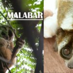Senyum untuk Malabar, Tangis untuk Puntang
