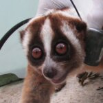 Siap Dilepasliar, Mama dan Dede Dipasang Radio Collar
