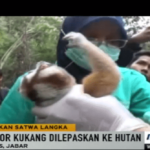 Tiga Ekor Kukang Jawa Dilepasliarkan di Gunung Sawal