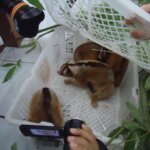 Diduga Akan Dijual Ke Filipina, Penyelundupan Kukang dan Lutung Berhasil Digagalkan