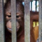 Baby orangutan is freed after more than a YEAR kept inside a cage the size of a cupboard by plantation workers