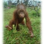 Ongky...Bayi Orangutan yang Diselamatkan
