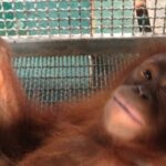 Empat Orangutan Diselamatkan dari Perkebunan Warga Siduk