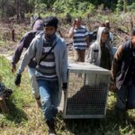 IAR Bentuk Tim Khusus Untuk Antisipasi Konflik Orangutan dengan Manusia