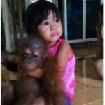 Josh, Orangutan Pontianak Stres: Benturkan Kepala ke Lantai