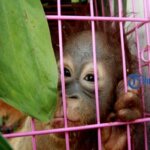 Membeli Orangutan Berarti Membeli Penyakit, Baca Penjelasan International Animal Rescue