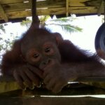 Oscarina, dari bakwan dan indomie ke buah-buahan