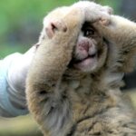 Delapan Ekor Malu-Malu Dilepasliarkan di Padang