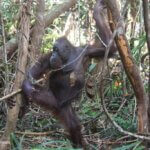 Pelansi, orangutan malang yang terjebak perangkap di habitatnya sendiri