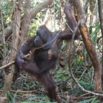 Pelansi, orangutan malang yang terjebak perangkap di habitatnya sendiri