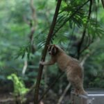 Kukang dan Tantangan Konservasinya