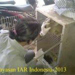 Translokasi 2 Ekor Kukang jawa (Nycticebus javanicus) Di TNGHS
