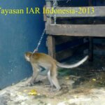 MEP Sebagian "Korban" Satwa Liar Yang Dipelihara