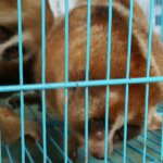Tiga Penjual Satwa Pasar Palapa Ditangkap Polda Riau