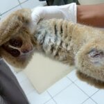 Tim IAR Indonesia Jemput Kukang sumatera di Bekasi