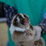 27 endangered slow lorises have been rescued from traffickers and they look pretty happy about it