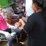 DELAPAN SATWA LIAR DIAMANKAN, TIGA PENJUAL DITANGKAP