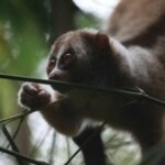 Jual Beli Kukang Masih Marak di Medsos