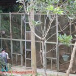 Observasi Perilaku Pada Monyet Ekor Panjang (Macaca fascicularis)