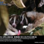 Warung dan Pasar, Kukang Piatu Korban Perdagangan Siap Pulang ke Habitat
