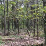 Pohon Jelutung: Manfaat, Distribusi Habitat, Ancaman, dan Strategi Pemanfaatan