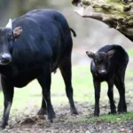 Anoa Sulawesi: Karakteristik, Habitat, Ancaman, dan Upaya Konservasi