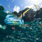 7 Dampak Sampah Plastik di Laut bagi Habitat dan Manusia. Apa Saja?