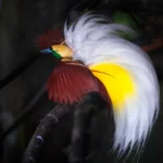 Mengenal Burung Cendrawasih: Definisi, Jenis, Habitat, Ancaman, dan Upaya Pelestarian