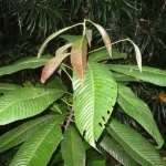 Mengenal Pohon Ulin: Manfaat, Habitat, Ancaman, dan Upaya Pelestariannya