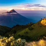 Konservasi Flora dan Fauna: Perlindungan Spesies dan Habitat di Tengah Ancaman