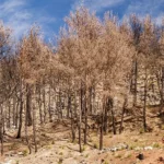 Pengertian Sampai Dampak Perubahan Iklim terhadap Flora dan Fauna, Apa Saja?
