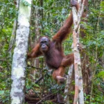 Apa itu Keanekaragaman Hayati? Pengertian, Tingkatan, Klasifikasi, dan Upaya Pelestarian